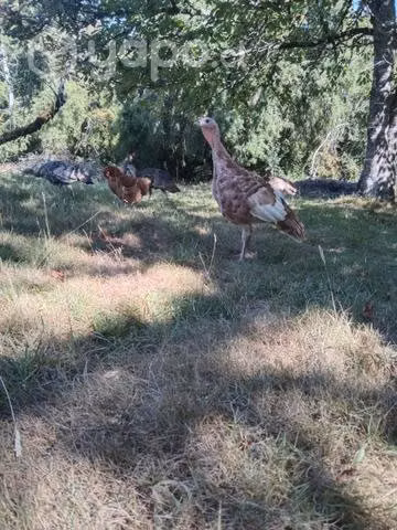 Pavos Felices - Imagen 2