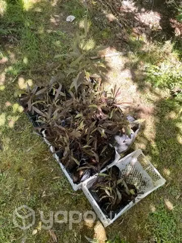 Stenocarpus Ornamental - Imagen 3