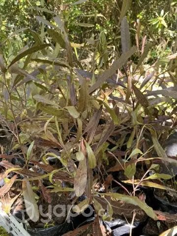 Stenocarpus Ornamental - Imagen 2