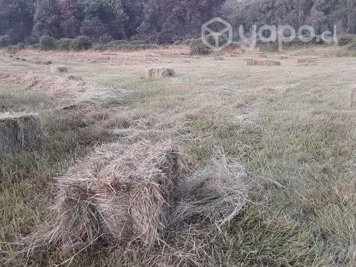 Fardos de FESTUCA