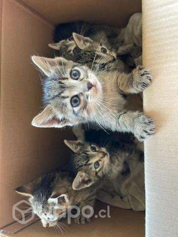 Se dan en adopción gatitos en Osorno