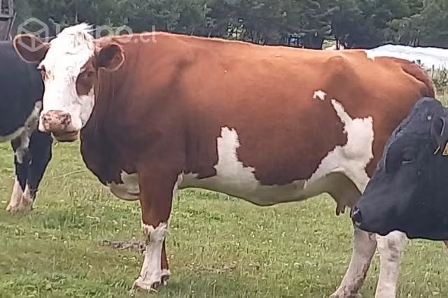 Vaca - Imagen 3
