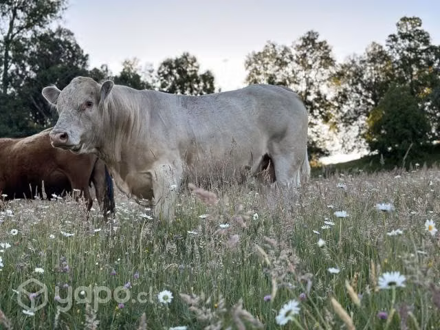 Toro charoláis