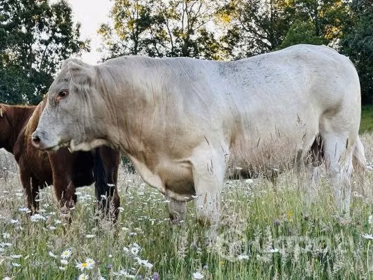 Toro charoláis
