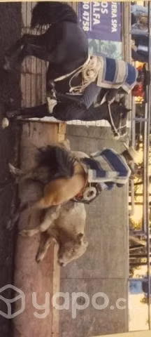 Caballo inscrito