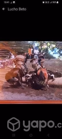Caballo inscrito