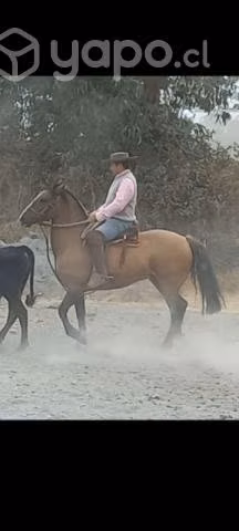 Caballo inscrito