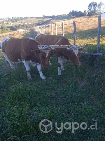 Yunta de novillos - Imagen 3