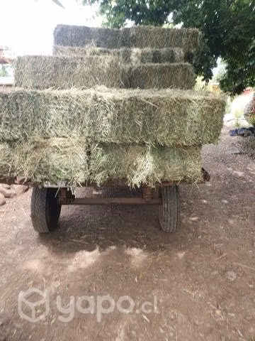 Fardos de alfalfa
