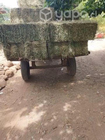 Fardos de alfalfa - Imagen 2