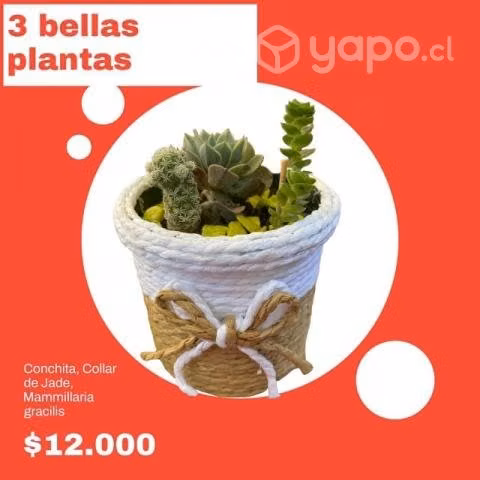 Suculentas/cactus