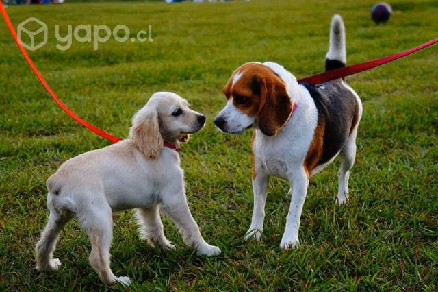 Paseo de Perros