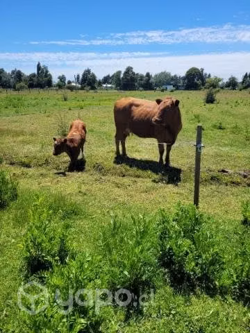 Vendo vaquita Parida
