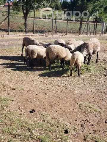 Ovejas y corderos nuevos - Imagen 2