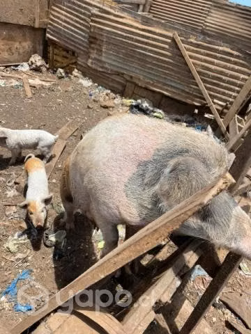 Chachos mestizos Jabalí