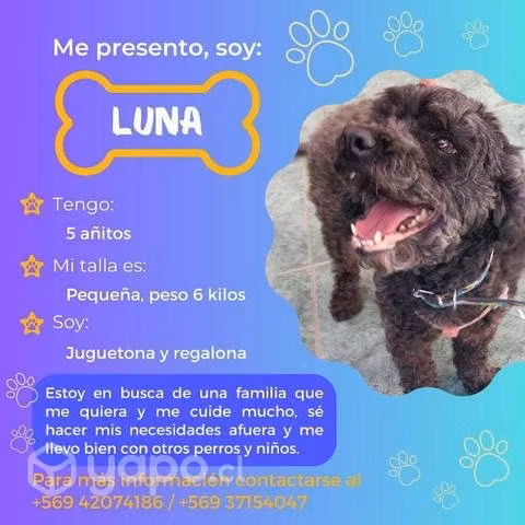 Doy en adopción - Imagen 2