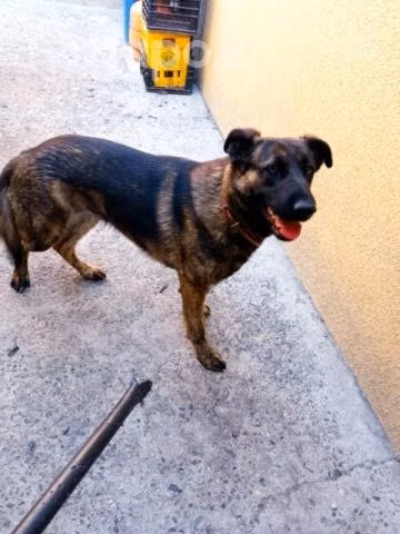 Perrita hembra