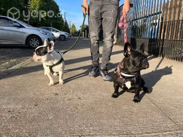 Busco hogar - Imagen 2