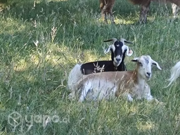 Rebaño de Cabras