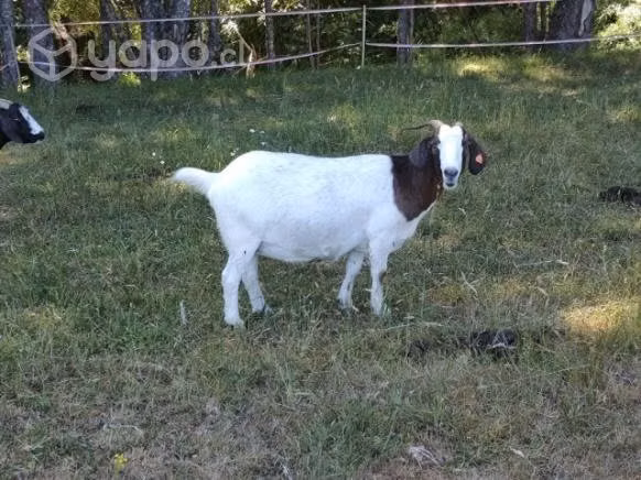 Rebaño de Cabras