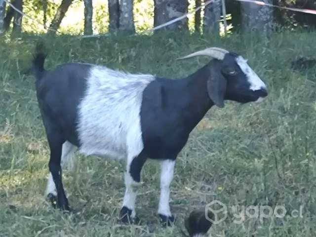 Rebaño de Cabras
