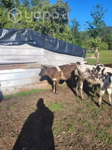Lote de terneros 24 total - Imagen 2