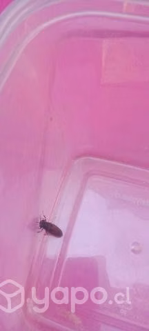 Larvas de mosca soldado vivas