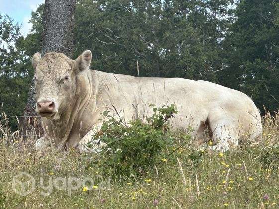 Toro charoláis - Imagen 5
