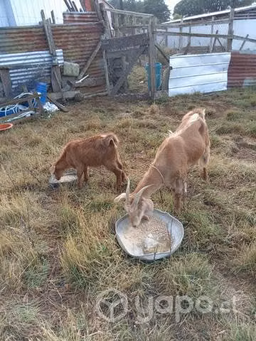 Chiva y chivita