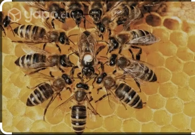 Colmenas de abejas