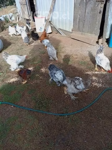 Venta de pollos - Imagen 2