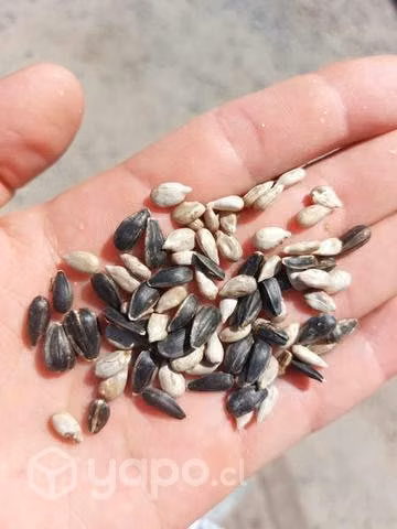 Alimento para pájaros