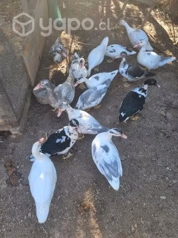 Patos