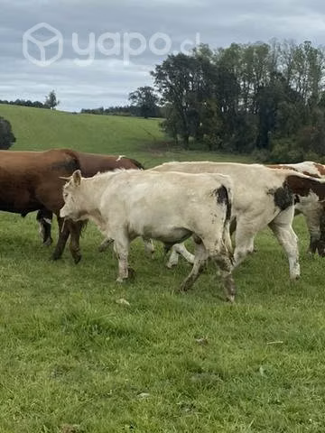 Toros charolais y otros - Imagen 3