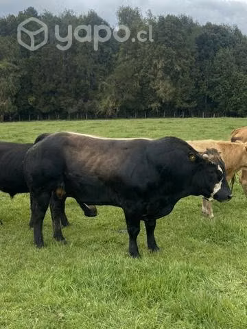 Toros charolais y otros - Imagen 2