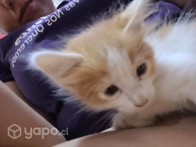 Se regalan gatitos amorosos