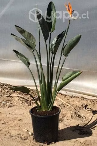 Flor del pajaro, estriltzia o flor del paraíso