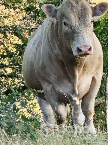 Toro charoláis - Imagen 4