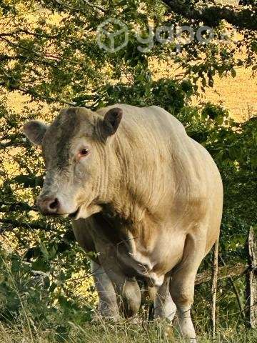 Toro charoláis - Imagen 2