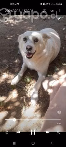 Regalo Perrita