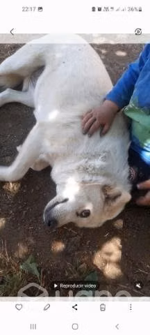 Regalo Perrita - Imagen 2