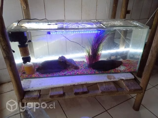 Bello acuario