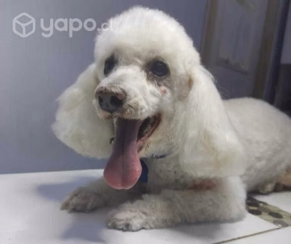 Peluquería Canina/Felina a domicilio