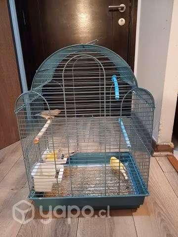 Pájaros - Imagen 5