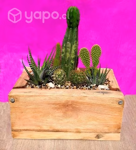 Arreglo Cactus y Suculentas Maceta Madera