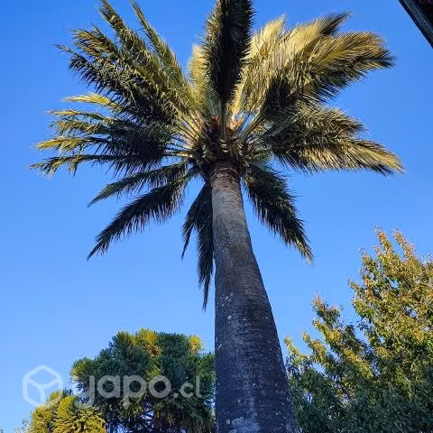 Tala de arboles Peligroso