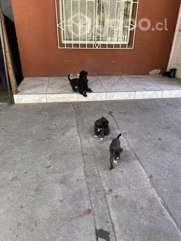 Se regalan cachorritos - Imagen 2