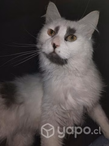 Adopción gatita