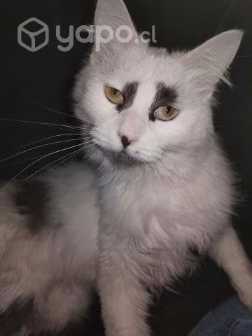 Adopción gatita