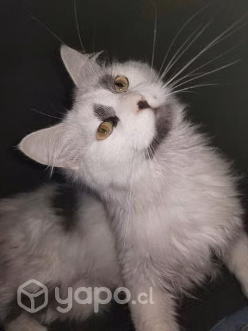 Adopción gatita